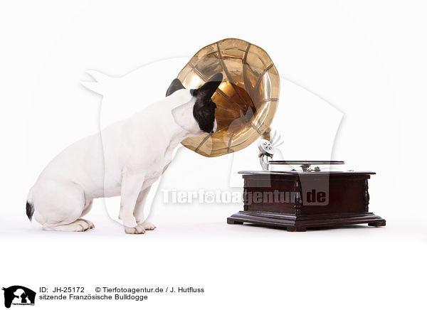 sitzende Franzsische Bulldogge / sitting French Bulldog / JH-25172