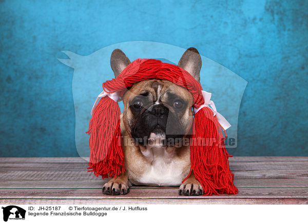 liegende Franzsische Bulldogge / JH-25187