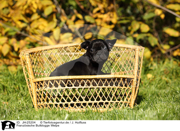 Franzsische Bulldogge Welpe / French Bulldog Puppy / JH-25204