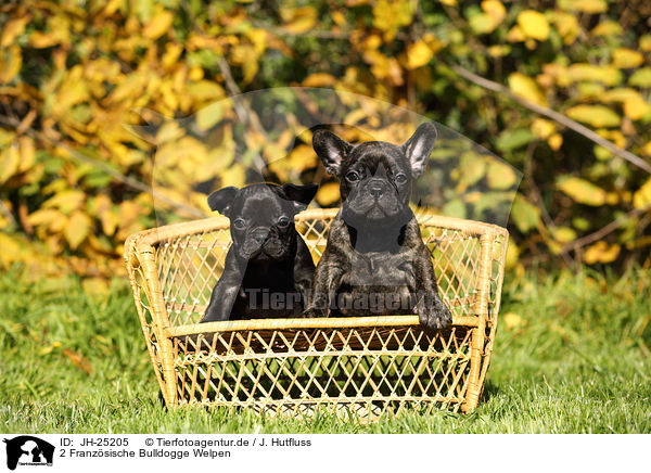 2 Franzsische Bulldogge Welpen / 2 French Bulldog Puppies / JH-25205