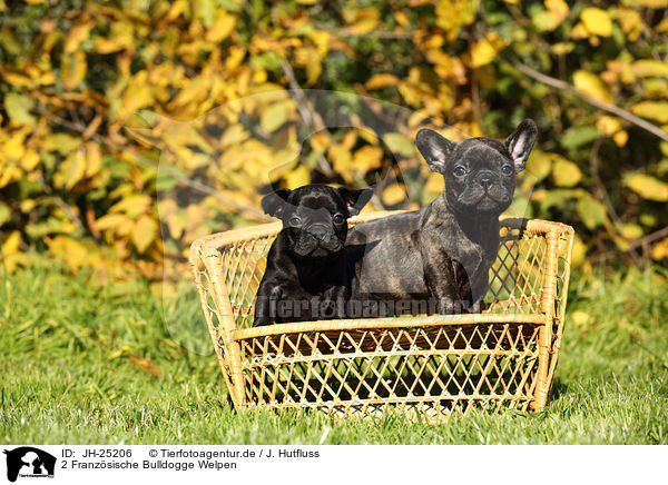2 Franzsische Bulldogge Welpen / 2 French Bulldog Puppies / JH-25206