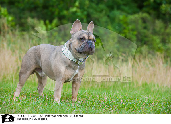 Franz�sische Bulldogge / French Bulldog / SST-17378