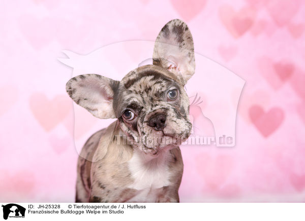 Franzsische Bulldogge Welpe im Studio / French Bulldog puppy / JH-25328