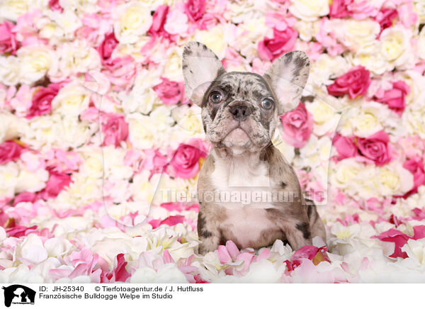 Franzsische Bulldogge Welpe im Studio / French Bulldog puppy / JH-25340