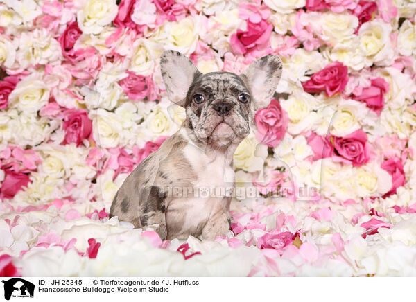 Franzsische Bulldogge Welpe im Studio / French Bulldog puppy / JH-25345