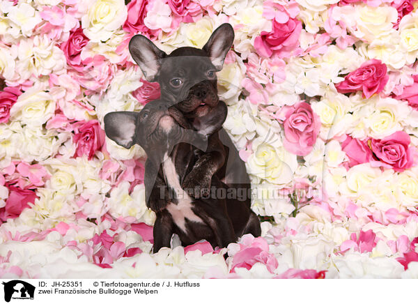 zwei Franzsische Bulldogge Welpen / two French Bulldog Puppys / JH-25351