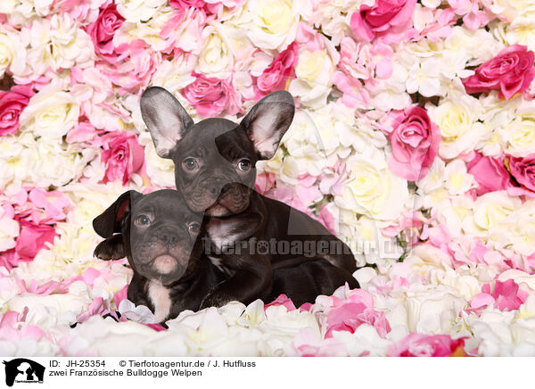 zwei Franzsische Bulldogge Welpen / two French Bulldog Puppys / JH-25354