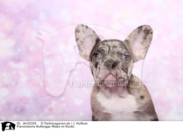 Franzsische Bulldogge Welpe im Studio / French Bulldog puppy / JH-25359