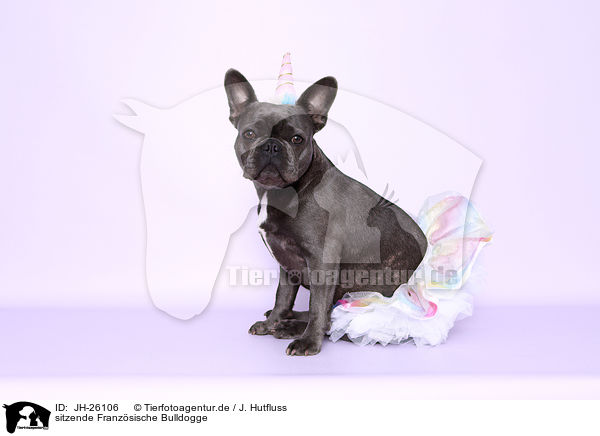 sitzende Franzsische Bulldogge / JH-26106