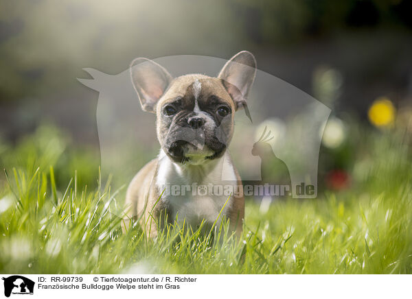 Franzsische Bulldogge Welpe steht im Gras / RR-99739