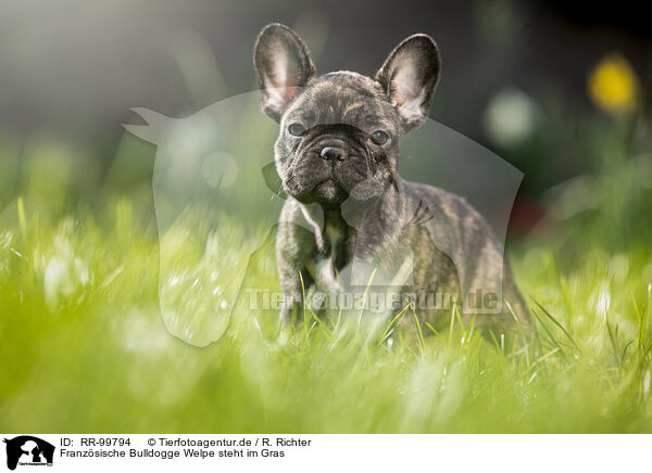 Franzsische Bulldogge Welpe steht im Gras / RR-99794