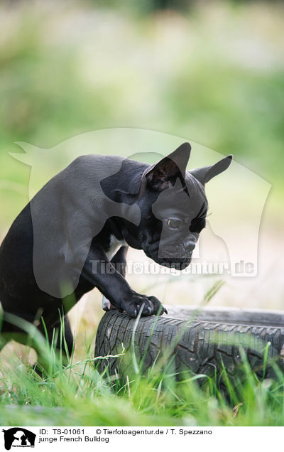 junge French Bulldog / young French Bulldog / TS-01061