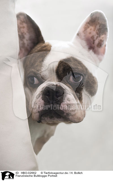 Franzsische Bulldogge Portrait / French Bulldog Portrait / HBO-02662