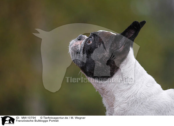 Franzsische Bulldogge Portrait / French Bulldog Portrait / MW-10794
