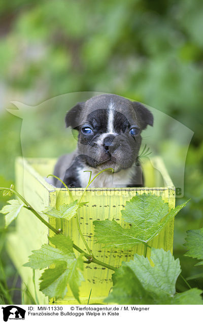 Franzsische Bulldogge Welpe in Kiste / French bulldog puppy in a crate / MW-11330