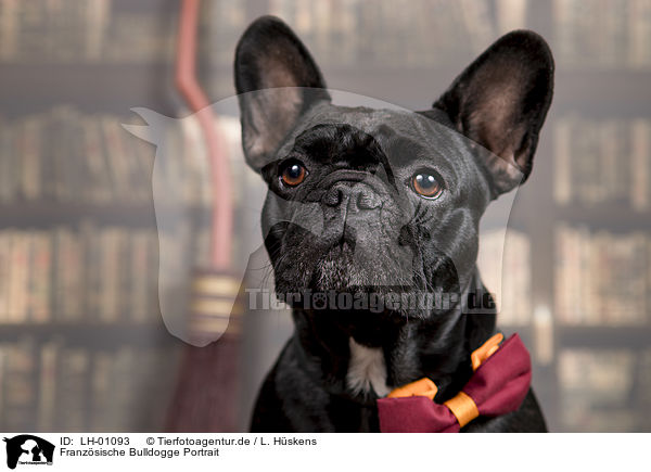 Franzsische Bulldogge Portrait / French Bulldog Portrait / LH-01093