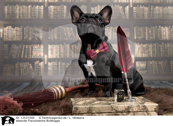 sitzende Franzsische Bulldogge / sitting French Bulldog / LH-01094