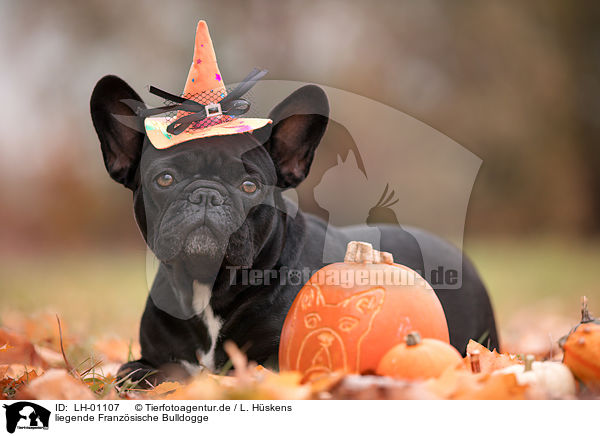 liegende Franzsische Bulldogge / LH-01107