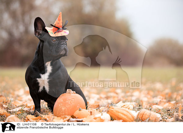 sitzende Franzsische Bulldogge / LH-01108