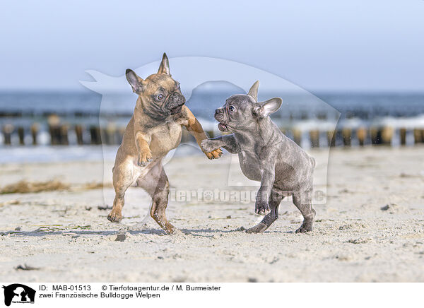 zwei Franzsische Bulldogge Welpen / two french bulldog puppies / MAB-01513