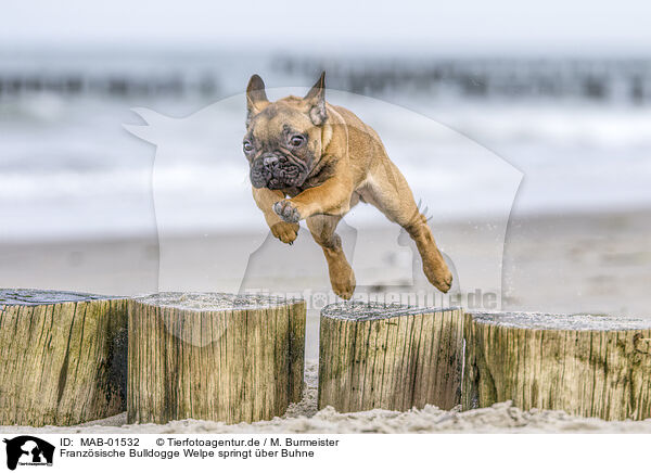 Franzsische Bulldogge Welpe springt ber Buhne / MAB-01532