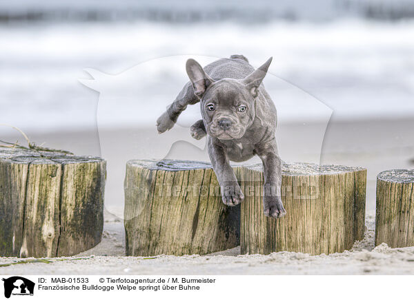 Franzsische Bulldogge Welpe springt ber Buhne / French bulldog puppy jumps over groyn / MAB-01533