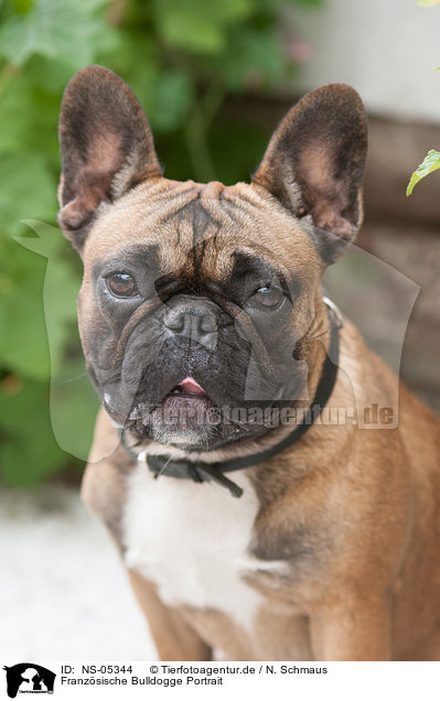 Franzsische Bulldogge Portrait / French Bulldog Portrait / NS-05344