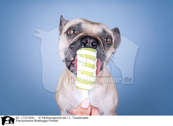 Franz�sische Bulldogge Portrait / French Bulldog portrait / LT-01030