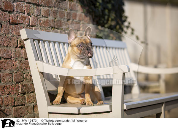 sitzende Franzsische Bulldogge / sitting French Bulldog / MW-15473
