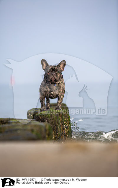 Franzsische Bulldogge an der Ostsee / French Bulldog on the baltic sea / MW-15571