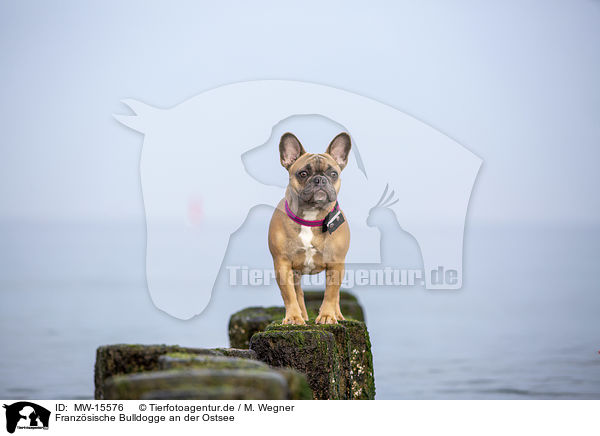 Franzsische Bulldogge an der Ostsee / French Bulldog on the baltic sea / MW-15576