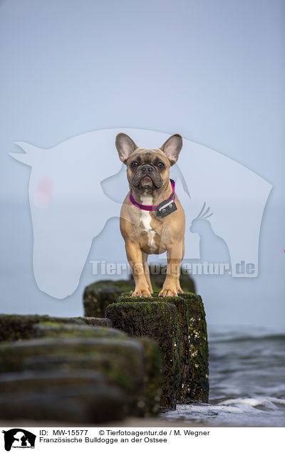 Franzsische Bulldogge an der Ostsee / French Bulldog on the baltic sea / MW-15577