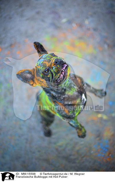 Franzsische Bulldogge mit Holi Pulver / MW-15598