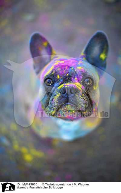 sitzende Franzsische Bulldogge / MW-15600