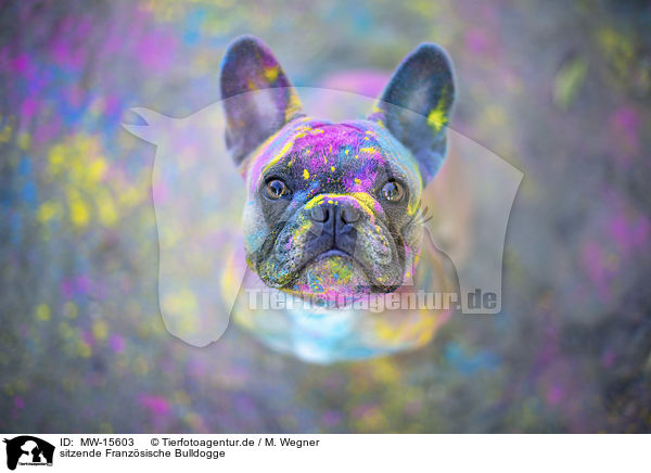 sitzende Franzsische Bulldogge / MW-15603