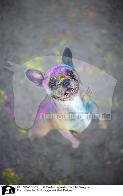Franzsische Bulldogge mit Holi Pulver / MW-15605