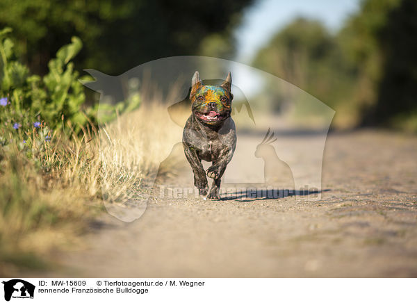 rennende Franzsische Bulldogge / MW-15609