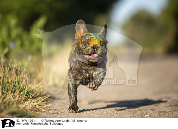rennende Franzsische Bulldogge / MW-15611