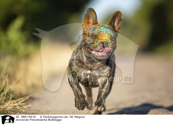 rennende Franzsische Bulldogge / MW-15616