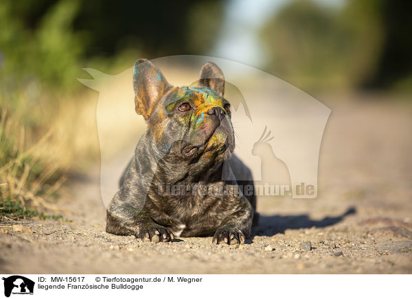 liegende Franzsische Bulldogge / MW-15617