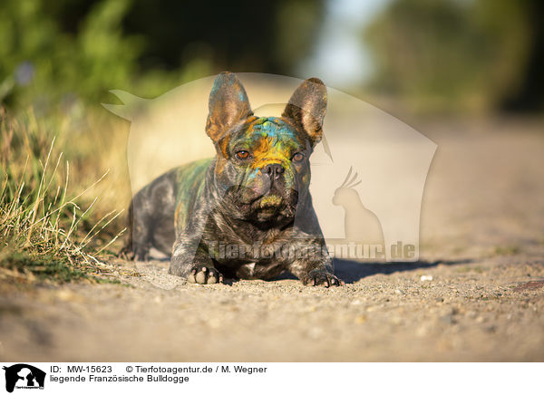 liegende Franzsische Bulldogge / MW-15623