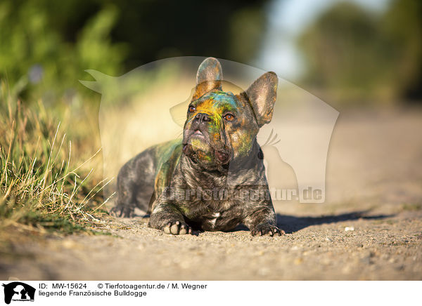 liegende Franzsische Bulldogge / lying French Bulldog / MW-15624