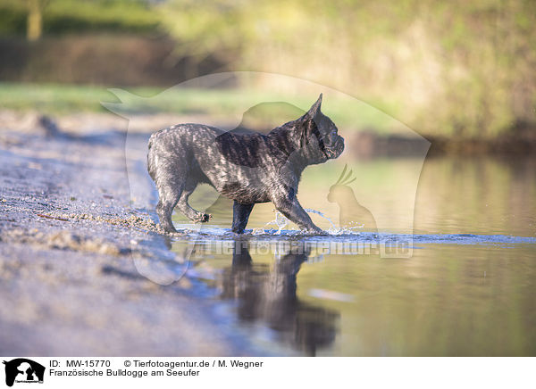 Franzsische Bulldogge am Seeufer / French bulldog on the lake shore / MW-15770