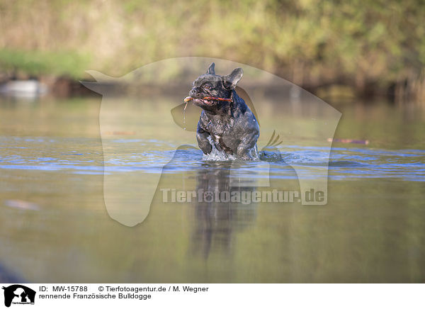 rennende Franzsische Bulldogge / running French bulldog / MW-15788
