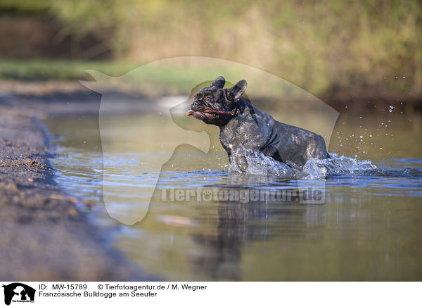 Franzsische Bulldogge am Seeufer / French bulldog on the lake shore / MW-15789