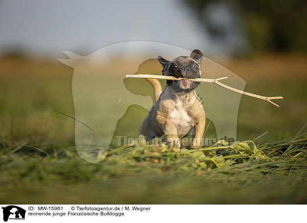 rennende junge Franzsische Bulldogge / running young French Bulldog / MW-15961