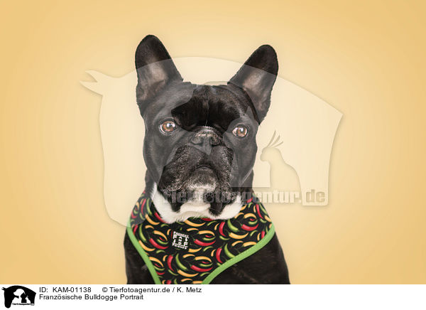 Franzsische Bulldogge Portrait / French Bulldog portrait / KAM-01138