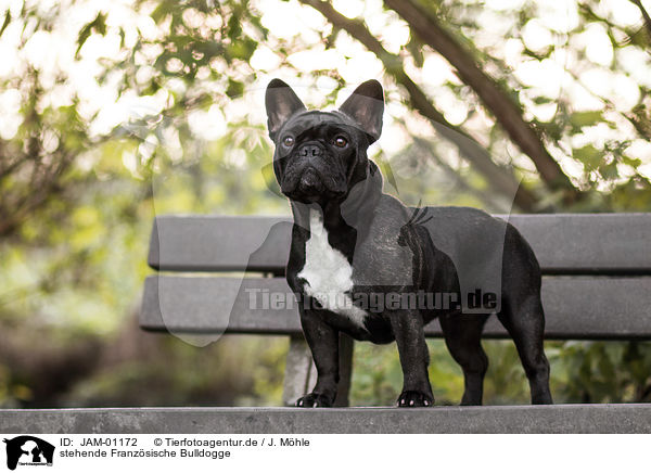 stehende Franzsische Bulldogge / standing French Bulldog / JAM-01172