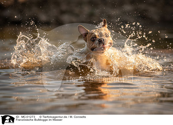 Franzsische Bulldogge im Wasser / French Bulldog in the water / MC-01273