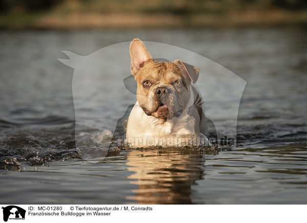 Franzsische Bulldogge im Wasser / French Bulldog in the water / MC-01280